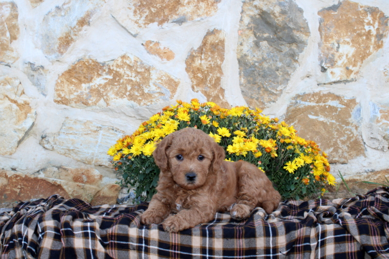 puppy, for, sale, Mini Goldendoodle F1B, Matthew B. Stoltzfus, dog, breeder, Gap, PA, dog-breeder, puppy-for-sale, forsale, nearby, find, puppyfind, locator, puppylocator, aca